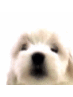 puppies (@gifpuppies) Twitter profile photo puppies (@gifpuppies) Twitter profile photo