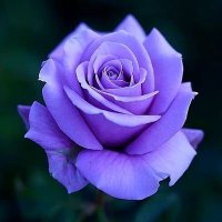 Purple Rose #AbhiArmy(@Rose20Purple) 's Twitter Profile Photo