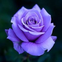 Purple Rose #AbhiArmy (@rose20purple) 's Twitter Profile Photo