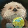 WeiYipei's profile picture. Open Source/Global Operation/Build in Public. Passionate about empowering startups to explore global growth opportunities.