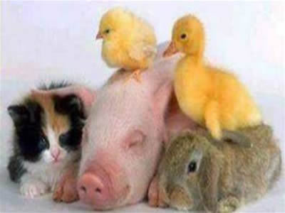 AnimalesdelTWPY's profile picture. Organización sin fines de lucro, con el fin de asociar a todos los animales del Twitter Paraguay.