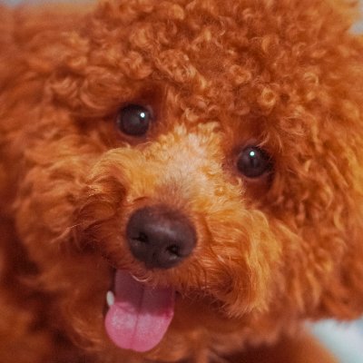 とにかく犬が大好き❤ワンちゃんのいろんな画像や情報を紹介しています🐾
dog 犬写真 犬友 犬友さんフォロバ トイプードル チワワ 柴犬 ダックスフンド ポメラニアン
➡️ https://t.co/gKKNzGv5Zq
➡️ https://t.co/AhPHyXHAIR