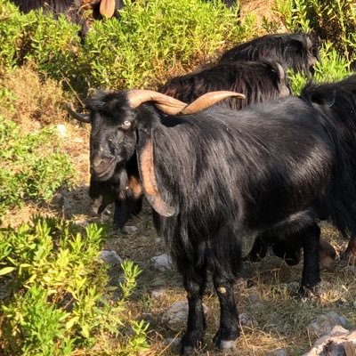 Robz_250's profile picture. Nothing Biggie