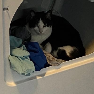 rocksaltiguess's profile picture. something something jasmine tea something something honor