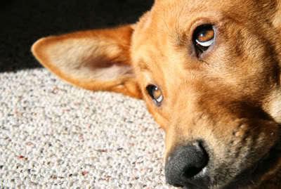 ViralDogStella's profile picture. I'm Stella, the @ClassicGameRoom mascot (a.k.a. Viral Dog). I like chasing frisbees, long walks, puppy toys and video games.