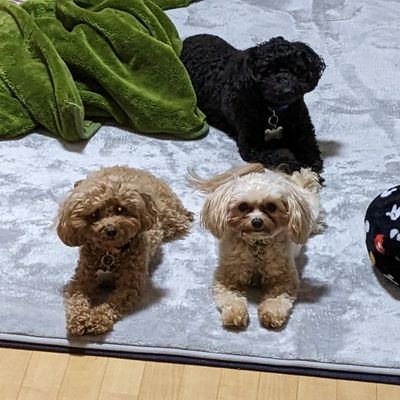 2020年にトイ・プードルを飼い始め、その後2年で3匹の小型犬飼うことになりました。
彼らの写真を少しずつアップしていこうと思います。
くろみ♀:トイプー5歳
リリー♀:トイプー 4歳
守(まもる)♂:ポメプー3歳
#トイプードル #ポメプー