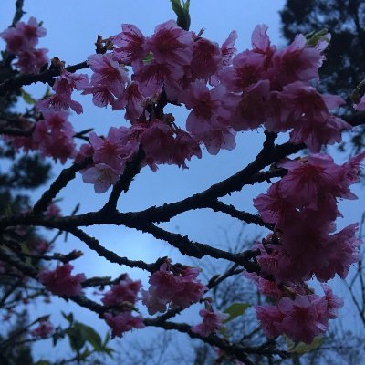 netrandom1's profile picture. 