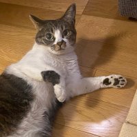 しばたま I 馬旅ライター (@makishiverdy) 's Twitter Profile