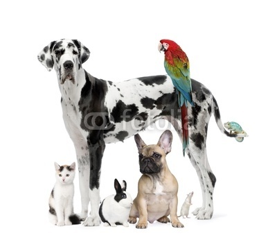 Animal Welfare Profile