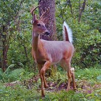 Wisconsin Dells Wildlife(@WiDellsWildlife) 's Twitter Profile Photo