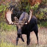 Moose. Savage. Patriot. Conservative. This moose calls it how he sees it! God bless America! 🇺🇸🇺🇸 #Ifollowback