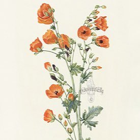 emtailore0's profile picture. 🎞 she/her/hers