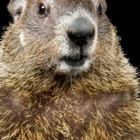 JimBob (@unionmick67) 's Twitter Profile Photo JimBob (@unionmick67) 's Twitter Profile Photo