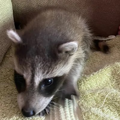 Lorali_2025's profile picture. add my main account @2025_Lorali