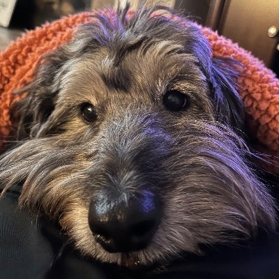 Leahhanknoah's profile picture. I love survivor and amazing race and I love animals