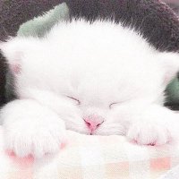 ๐ (@nyan__f_13) 's Twitter Profile