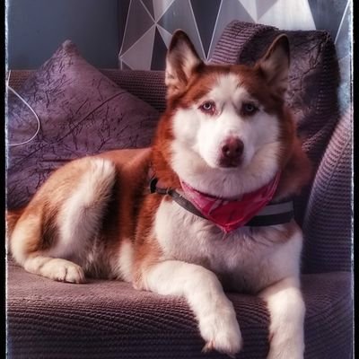 Living with an incurable lung disease. I have opinions and might voice them
Love Films , Music, Photography, tattoos and Mustard 👍🏽 and my rescue Husky