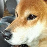 にゃん(た) (@8w17xwhxbccsibo) 's Twitter Profile