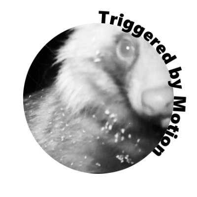 MotionTriggered's profile picture. 14 countries, 21 motion triggered wildlife camera traps. video installation @UZH_en / int'l network of researchers and citizen scientists #AI #biodiversity