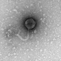 BeckyMayerCentreforPhageResearch (@leicester_phage) 's Twitter Profile