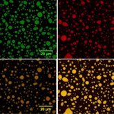 Membrane-Less Organelles Symposium