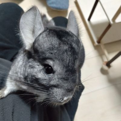 まるる2022年4月産まれ
2023年1月にお迎えしました。
前のくろまるは短くしてお空に還ってしまいました。