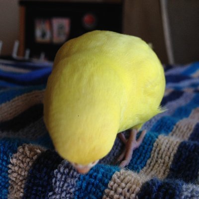 c_roja's profile picture. 自由人♀。陸奥の国出身。人生なんてらららです。Tweetは、あくまでも個人的な意見です。   高市支持者です。文句あるならかかってこい（笑）