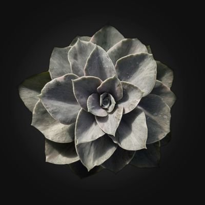 A Succulents NFT Based on Hedera