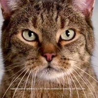 king cat(@Kutawang) 's Twitter Profile Photo