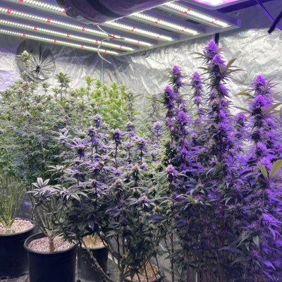 Chronicseedsinc's profile picture. we sell top quality marijuana seeds, grow equipment and help people learn how to grow!