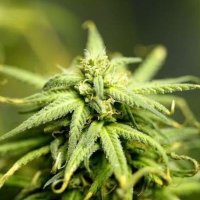 southcannabis (@sxuthcannvbis) 's Twitter Profile Photo southcannabis (@sxuthcannvbis) 's Twitter Profile Photo