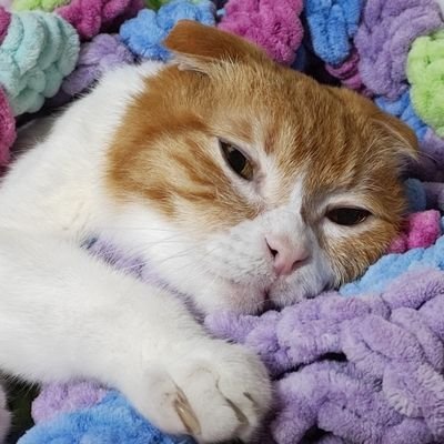 あ！さんのプロフィール画像