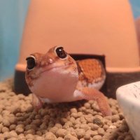 ややも (@yayamochan) Twitter profile photo