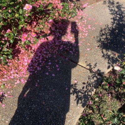 lauren_accardo's profile picture. 