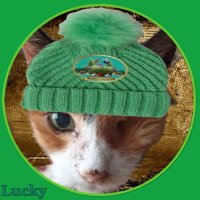 Lucky😸🍀👑(@lucky_tortie) 's Twitter Profileg