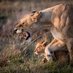 Lolly65 (@lolly65lioness) Twitter profile photo Lolly65 (@lolly65lioness) Twitter profile photo