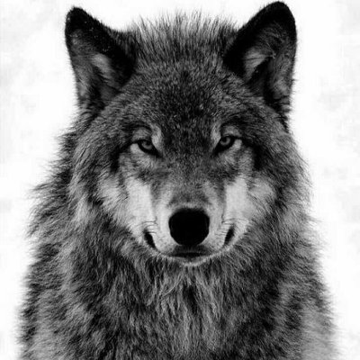 LoneWolf5833's profile picture. -