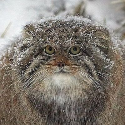 Manul