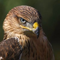 TheRealHawk (@therealhawk9) 's Twitter Profile