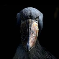 Dirty Birdie (@iworkatihop) 's Twitter Profile