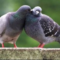 Mehmet🌲🌲🌲 (@mehmet76560571) 's Twitter Profile