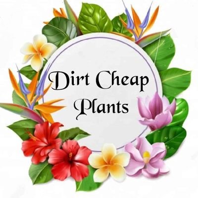 We sell Palms & plants from our Tropical garden in South Yorkshire to fellow gardeners.

All our stock is listed on our Facebook page called
Dirt cheap plants.