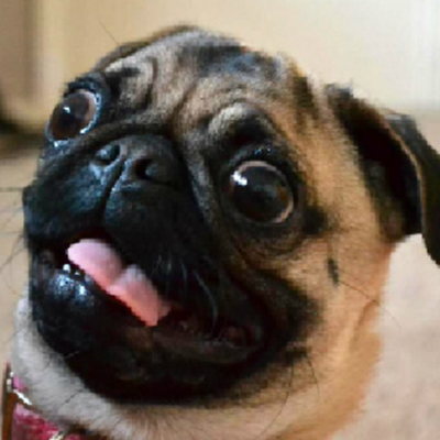 TheDerpiestPugg's profile picture. 