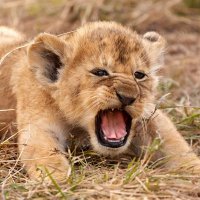 R ü s (@aggieespn8) 's Twitter Profile Photo