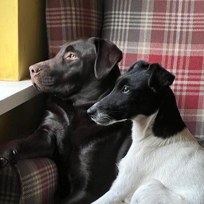 We are Evie the lab and Luna the fox terrier. We have big paws to fill for our big sisters Belle and Milly who have went over the rainbow bridge
