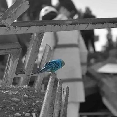 rurouniii's profile picture. archaeologist #HerYerBoğaziçiHerYerDireniş