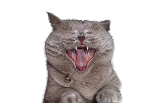 Cat ruby. Cat ruby