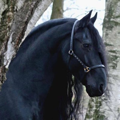 Amayi Profile