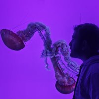 Pablo (@p_ans26) 's Twitter Profile
