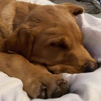 Zoe Arthurs (@zoearthursc) 's Twitter Profile
